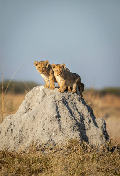 due piccoli cuccioli di leone in piedi sopra un tumulo di termiti sotto il caldo sole del mattino in allerta a savuti in botswana - riserva di savuti foto e immagini stock