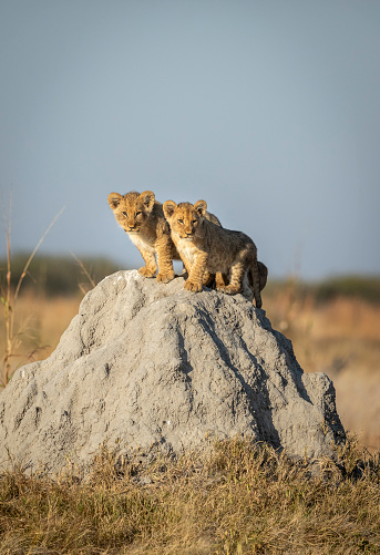 Two small lion cubs standing on top of a termite mound in warm morning sunshine looking alert in Savuti in Botswana