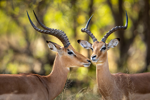 Two male impala with big horns in Khwai River in Okavango Delta in Botswana