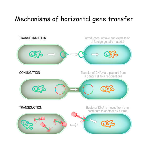 ilustraciones, imágenes clip art, dibujos animados e iconos de stock de mecanismos de transferencia horizontal de genes - conjugation