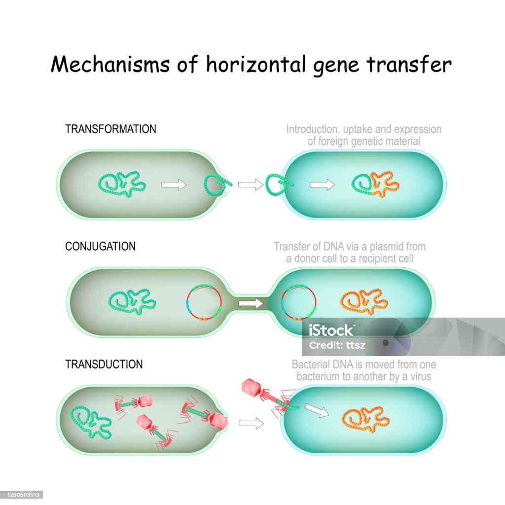 Mechanisms Of Horizontal Gene Transfer Stock Illustration - Download Image  Now - DNA, Cloning, Exchanging - iStock