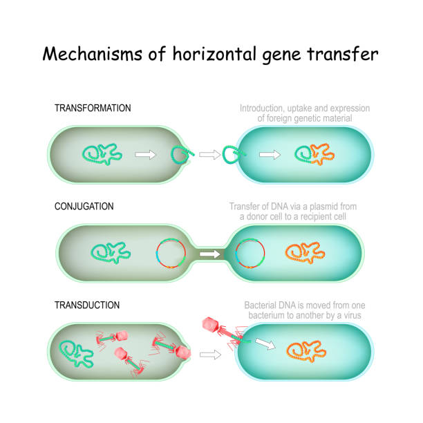 Mechanisms of horizontal gene transfer Mechanisms of horizontal gene transfer. conjugation (Transfer of DNA via a plasmid from a donor cell to a recipient), transduction (Bacterial DNA is moved from one bacterium to another by a virus), transformation (Introduction, uptake and expression of foreign genetic material). plasmids stock illustrations