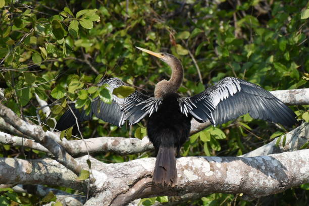 istock Anhinga drying its feathers in the sun 1280503874