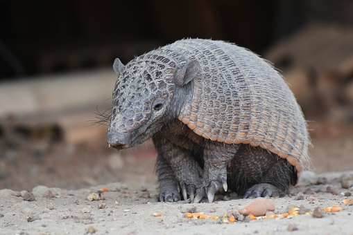The nine-banded armadillo is a solitary, mainly nocturnal animal, found in many kinds of habitats, from mature and secondary rainforests to grassland and dry scrub. It is an insectivore, feeding chiefly on ants, termites, and other small invertebrates.