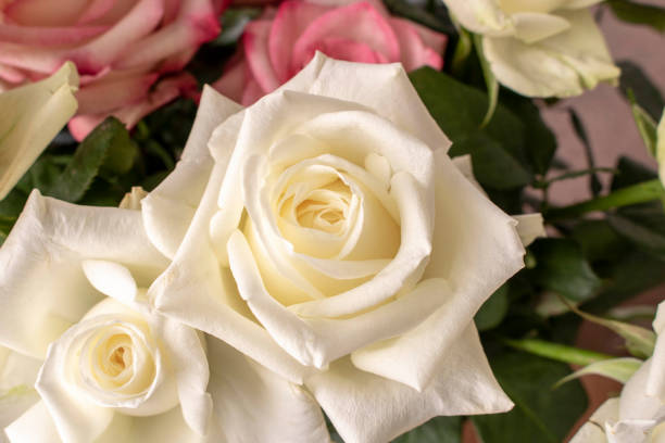 istock Beautiful white rose. Close up. Concept image for a greeting card. 1280503961