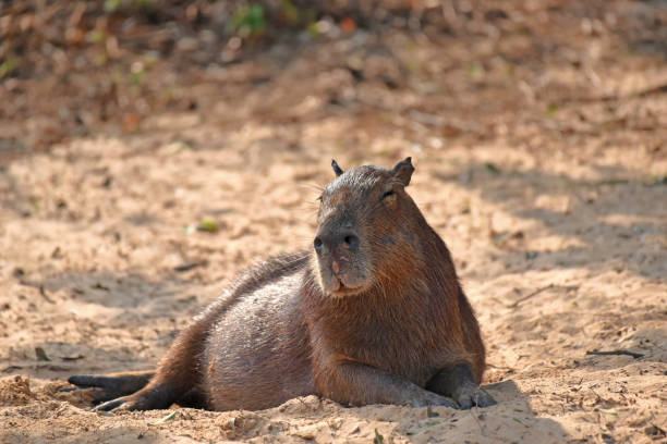 Capybara resting in the shade on the banks of the Cuiaba River, Pantanal Capybara, (Hydrochoerus hydrochaeris), also called carpincho or water hog, the largest living rodent, a semiaquatic mammal of Central and South America. It resembles the cavy and guinea pig of the family Caviidae. cuiabá stock pictures, royalty-free photos & images