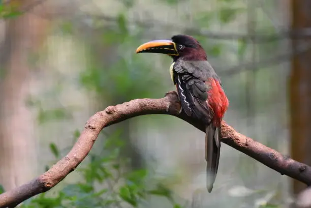The Chestnut-eared Aracari is a medium-sized toucan of the Amazon Basin of South America, especially the southern and western parts of the basin.  It can be very common in its range and has the widest distribution of any of the aracaris.  Chestnut-eared Aracari is primarily frugivorous but also feeds on invertebrates.