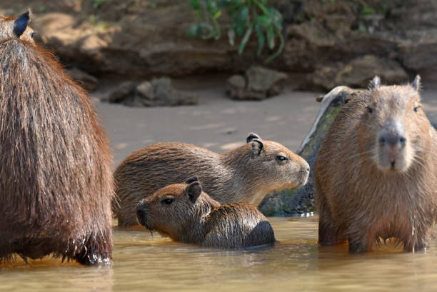 istock Capybara family with babies in the Cuiaba River, Pantanal 1280504014