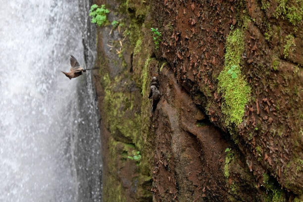 foz do iguazú (lado argentino) con great dusky swift - iguacu falls argentina tropical rainforest rainbow fotografías e imágenes de stock