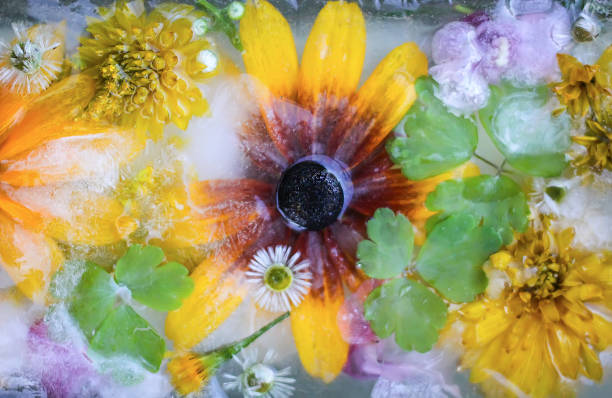 istock Ice cube with flowers on green grass at summer. 1280504109