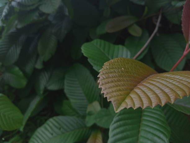 istock plants with a unique leaf texture, Aceh Indonesia 1280504294