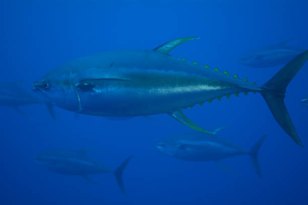 istock Socorro Island Diving 2017 1280505050