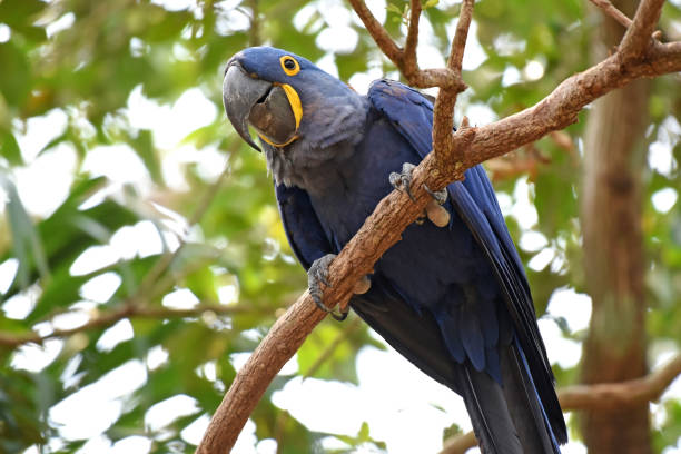 istock Hyacinth Macaw looking down from branch of tree 1280505316