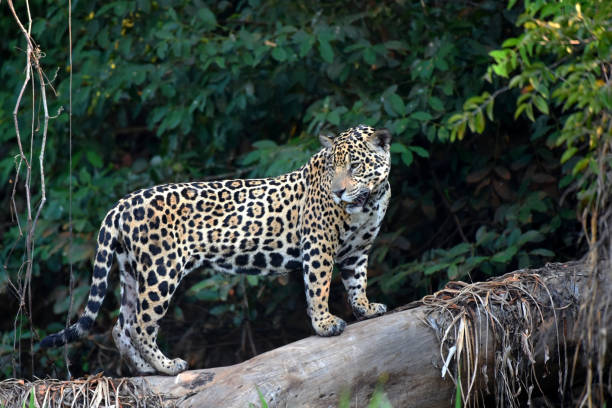 istock Jaguar along the Cuiaba River, Pantanal, Brazil (Panthera onca) 1280505416