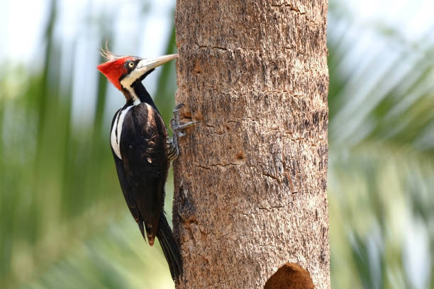 Crimson-crested Woodpecker (Campophilus melanoleucus) The habitat of this species is forests and more open woodland. A nesting hole is excavated in large dead trees. The entrance is fairly large, about 45 to 50 cm (17.5 to 19.5 in) in diameter, and oval-shaped. Female lays 2 to 3 white eggs, sometimes four. Incubation lasts about 9 to 14 days, by both sexes. Woodpeckers have short incubation period, but the nesting period is longer than in other birds’ species. woodpecker stock pictures, royalty-free photos & images