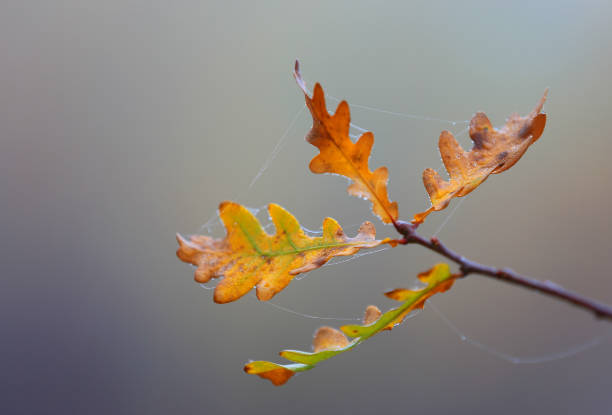 istock Autumn oak twig in morning dew 1280507139