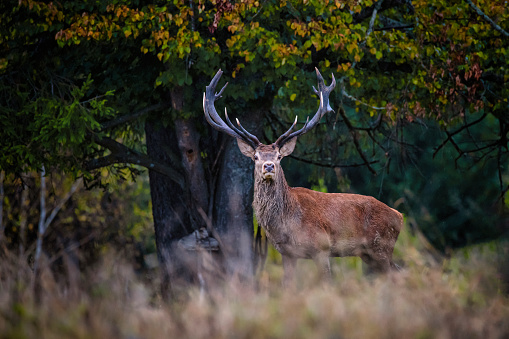 Male red deer (sixteen-pointer) during the rut in autumn in the forest of the Carpathian mountains.