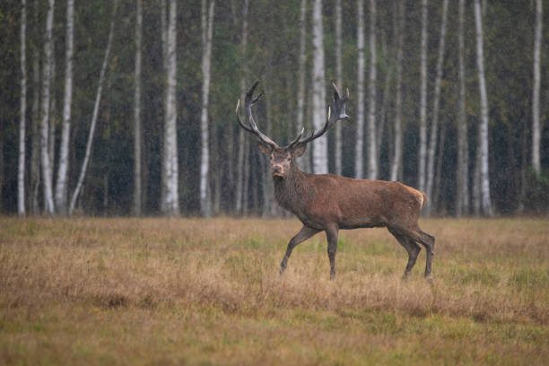 istock Majestic Red Deer Stag in autumn, Carpathians 1280508035