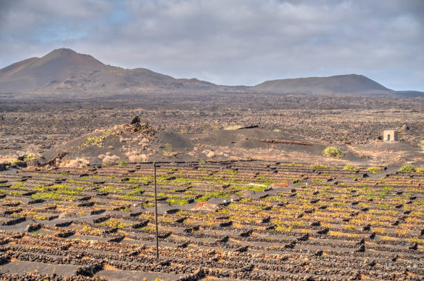 istock La Geria wine region, Lanzarote 1280508058