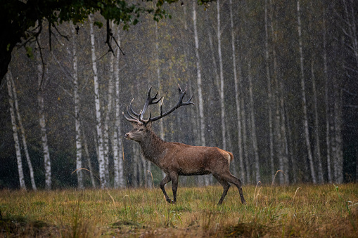 Male red deer (sixteen-pointer) during the rut on a rainy day in autumn in the forest of the Carpathian mountains.