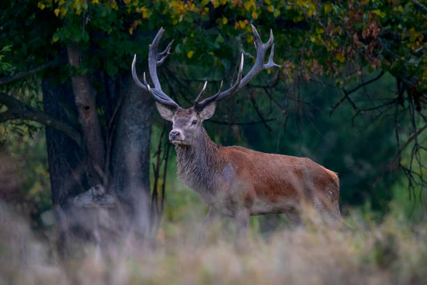 istock Majestic Red Deer Stag in autumn, Carpathians 1280508141