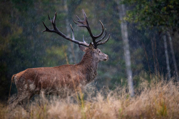 istock Majestic Red Deer Stag in autumn, Carpathians 1280508162