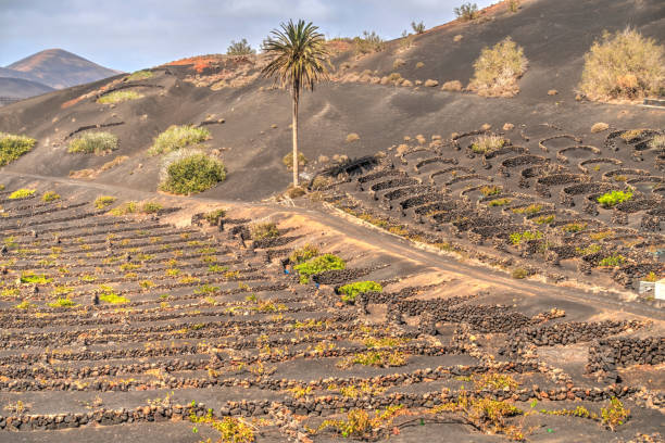 istock La Geria wine region, Lanzarote 1280508286