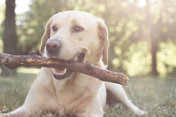 istock Cute labrador dog playing with a stick 1280509105