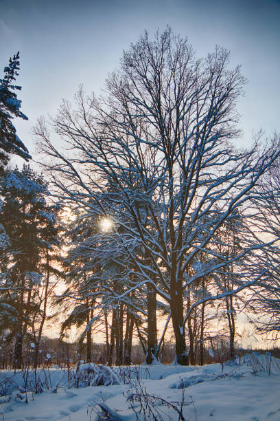 istock Winter landscape, snowy forest in cold weather. 1280509419