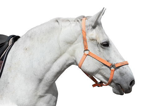 White horse head in harness isolated over white background