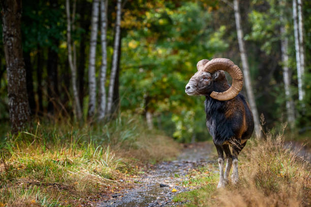 Male mouflon (Ovis gmelini, wild sheep) in autumn in the forest of the Carpathian mountains, Transylvania, Romania. Mouflons are thought to be the ancestor for all modern domestic sheep breeds.