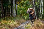 Mouflon (Ovis gmelini) in autumn, Carpathians, Transylvania
