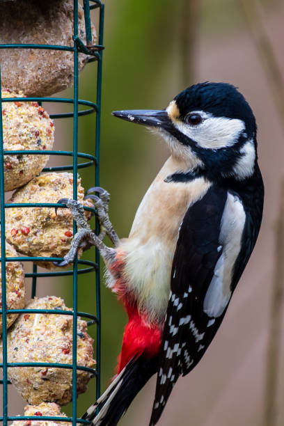 great spotted woodpecker (dendrocopos major) - woodpecker major wildlife nature imagens e fotografias de stock