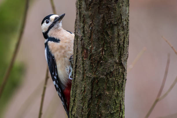 great spotted woodpecker (dendrocopos major) - woodpecker major wildlife nature imagens e fotografias de stock