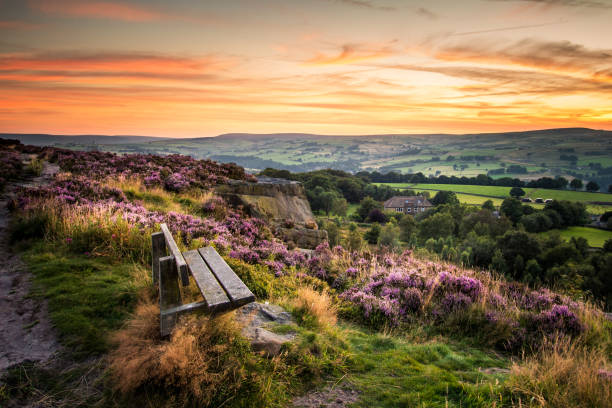 heather (calluna vulgaris) - yorkshire photos et images de collection