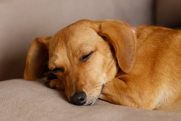 istock small dachshund crossbreed dog lying down and quiet 1280511563