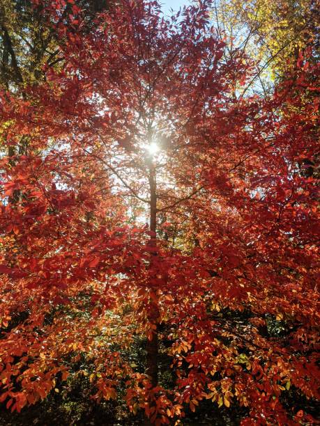 fall colors at bear run nature reserve in mill run, pennsylvania - run of the mill imagens e fotografias de stock