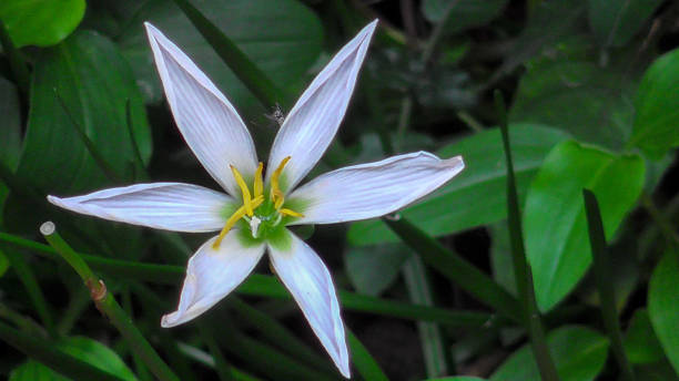 THE MILKY WHITE WATER LILY BLOSSOM