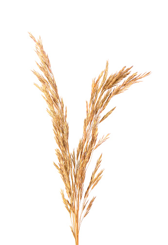 Dried wild spikelet flowers, isolated on white background. Spikelet flowers wild meadow plants