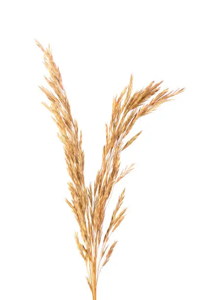 Photo of Dried wild spikelet flowers, isolated on white background. Spikelet flowers wild meadow plants.