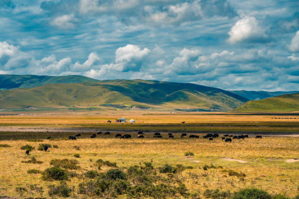 istock Ruoergai grassland on a sunny day 1280517262