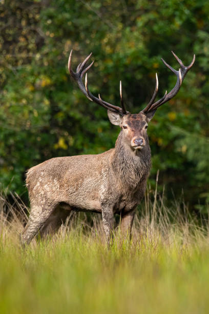 istock Majestic Red Deer Stag in autumn, Carpathians 1280517406