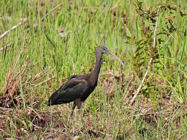 istock Glossy Ibis (Plegadis falcinellus) walking in the Florida wetlands 1280517666