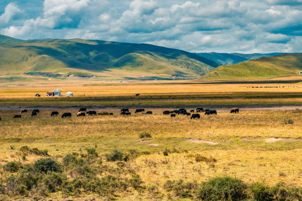 istock Ruoergai grassland on a sunny day 1280517919