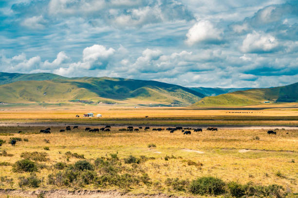 istock Ruoergai grassland on a sunny day 1280519055