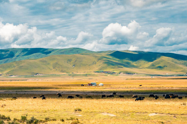 istock Ruoergai grassland on a sunny day 1280519180