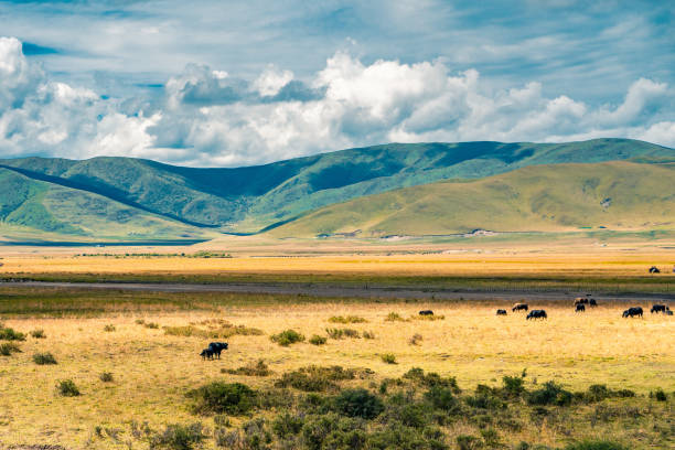 istock Ruoergai grassland on a sunny day 1280519481