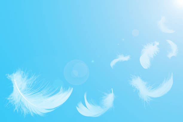 istock White feathers floating in the sky with sunlight. free space. 1280520423