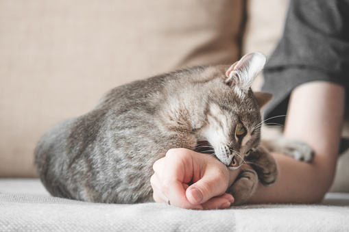 El gato gris agresivo atacó la mano del propietario. Hermoso gato lindo jugando con la mano de la mujer y morder con emociones divertidas. photo