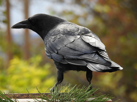 A crow in autumn